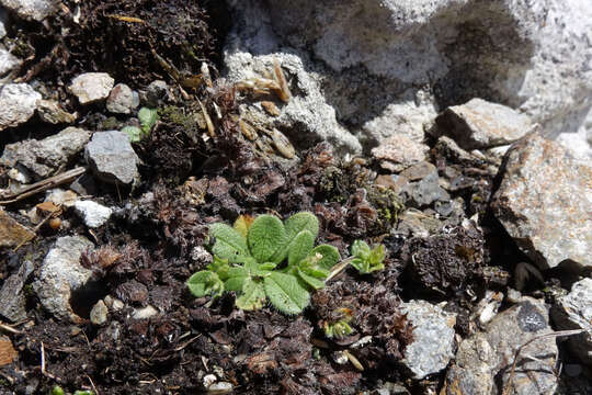 Image of Myosotis antarctica var. traillii Kirk