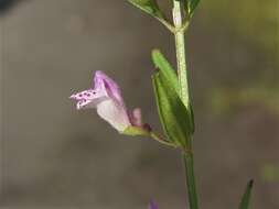 Image of South American Skullcap