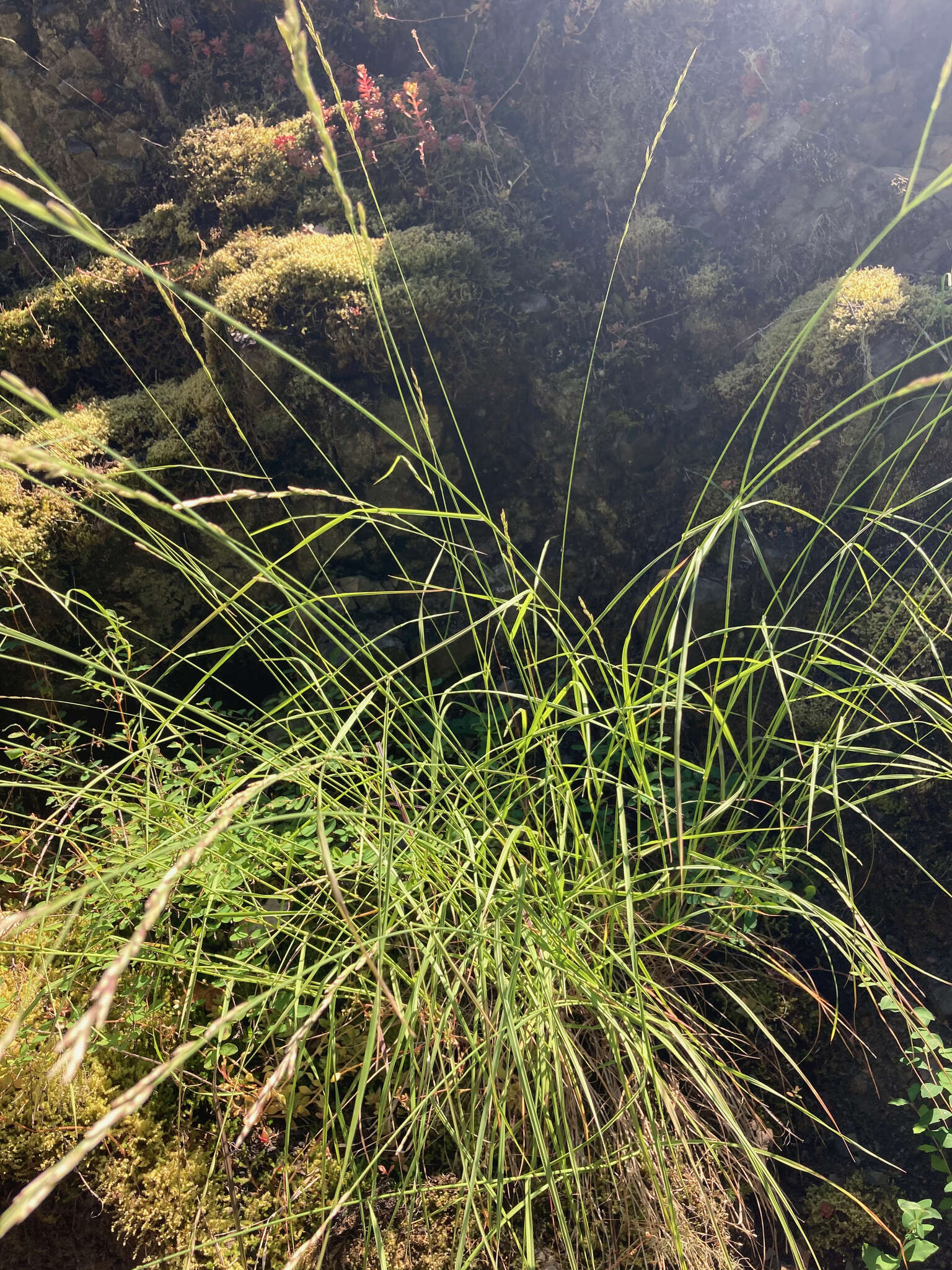 Image of Harford's oniongrass