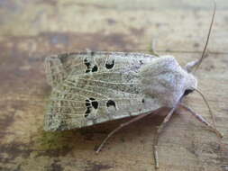 Image of black-spot chestnut