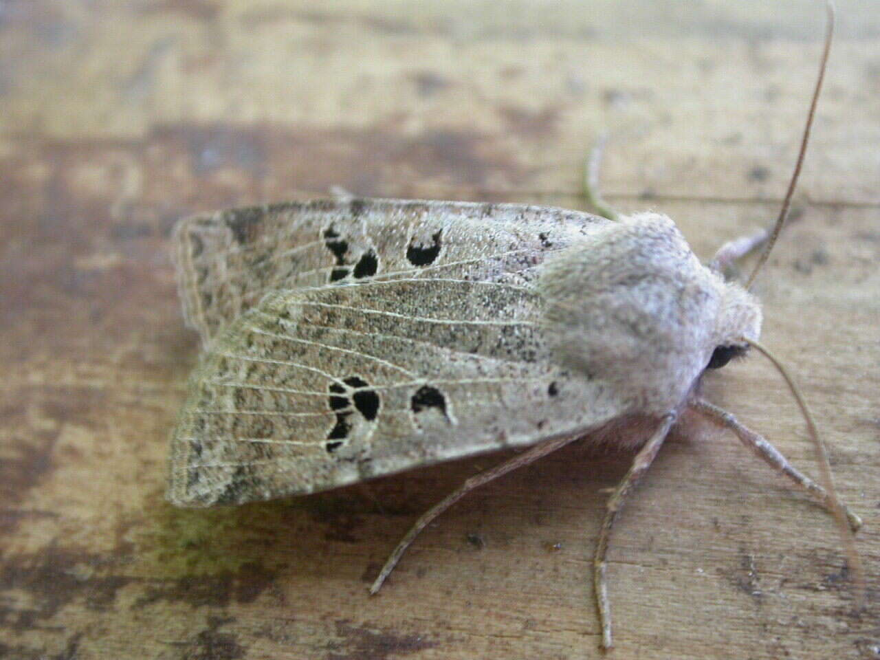 Image of black-spot chestnut