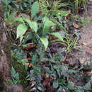 Image of Zamia Fern