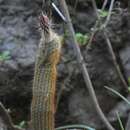 Echinocereus bristolii subsp. floresii的圖片