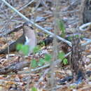 Image of Grenada Dove