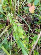 Image of Cruciata glabra subsp. krylovii (Iljin) E. G. Naumova