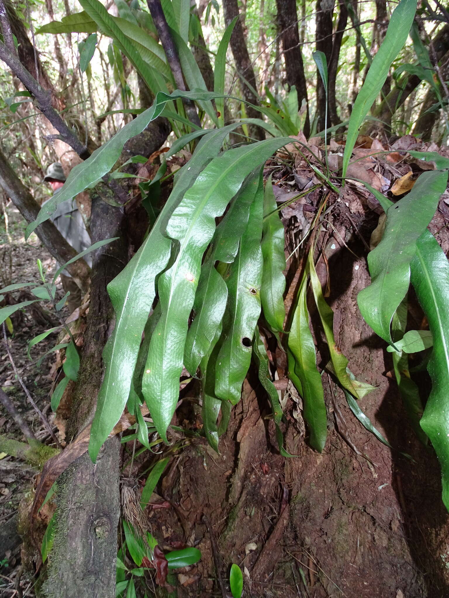 Campyloneurum costatum (Kunze) C. Presl的圖片