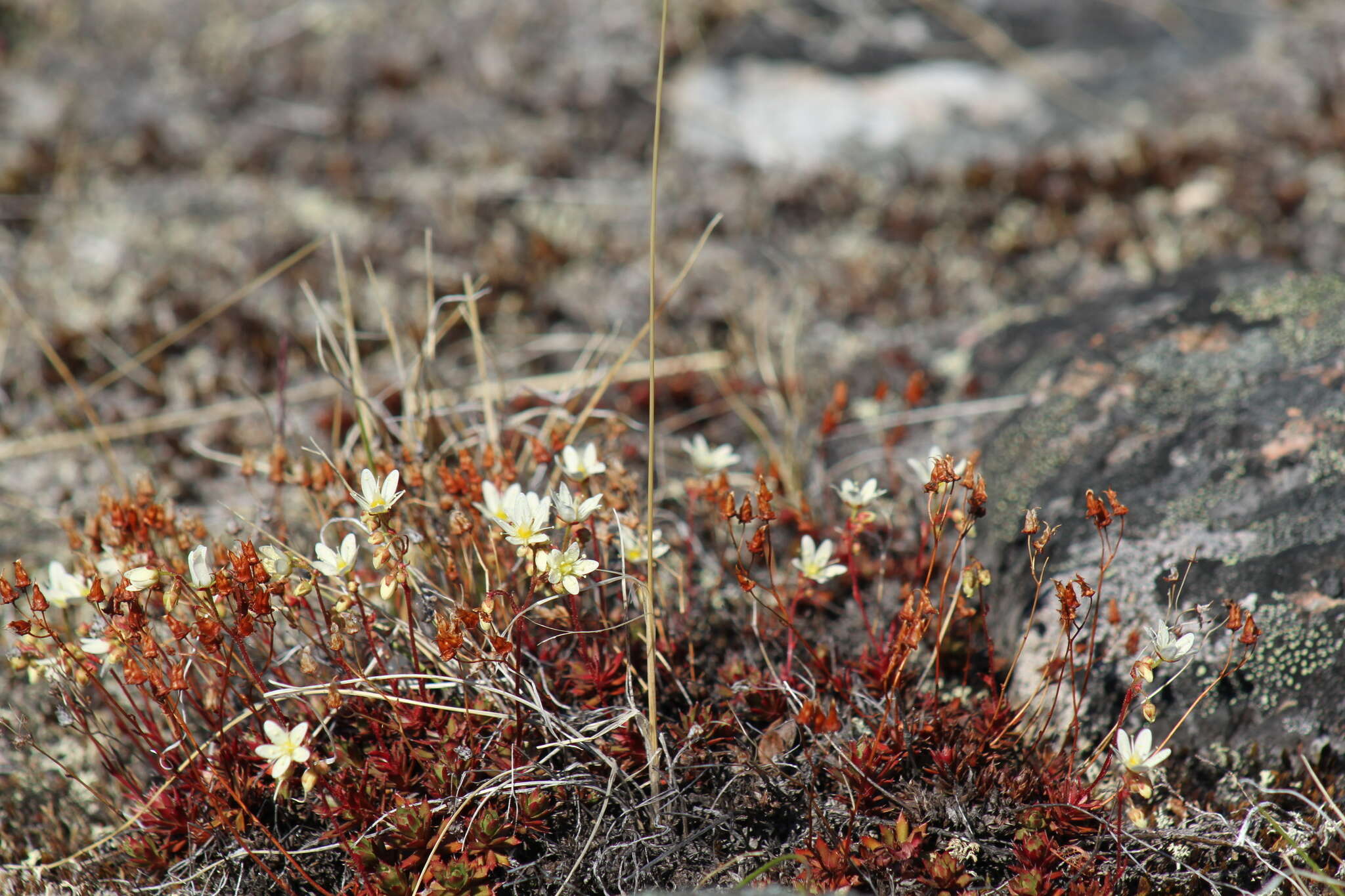 Imagem de Saxifraga tricuspidata Rottb.