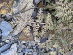 Image of Corydalis ophiocarpa Hook. fil. & Thomson