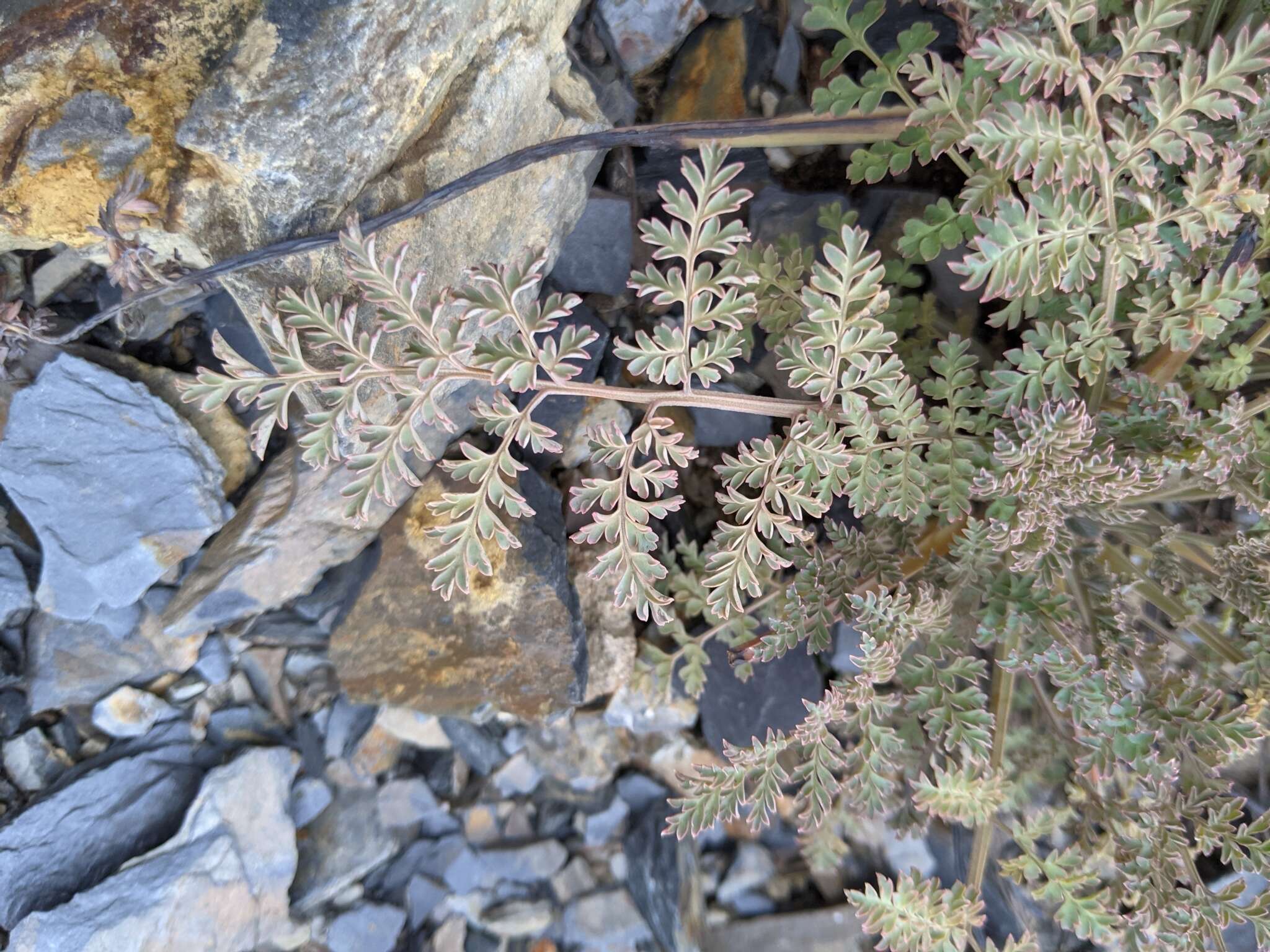 Image of Corydalis ophiocarpa Hook. fil. & Thomson