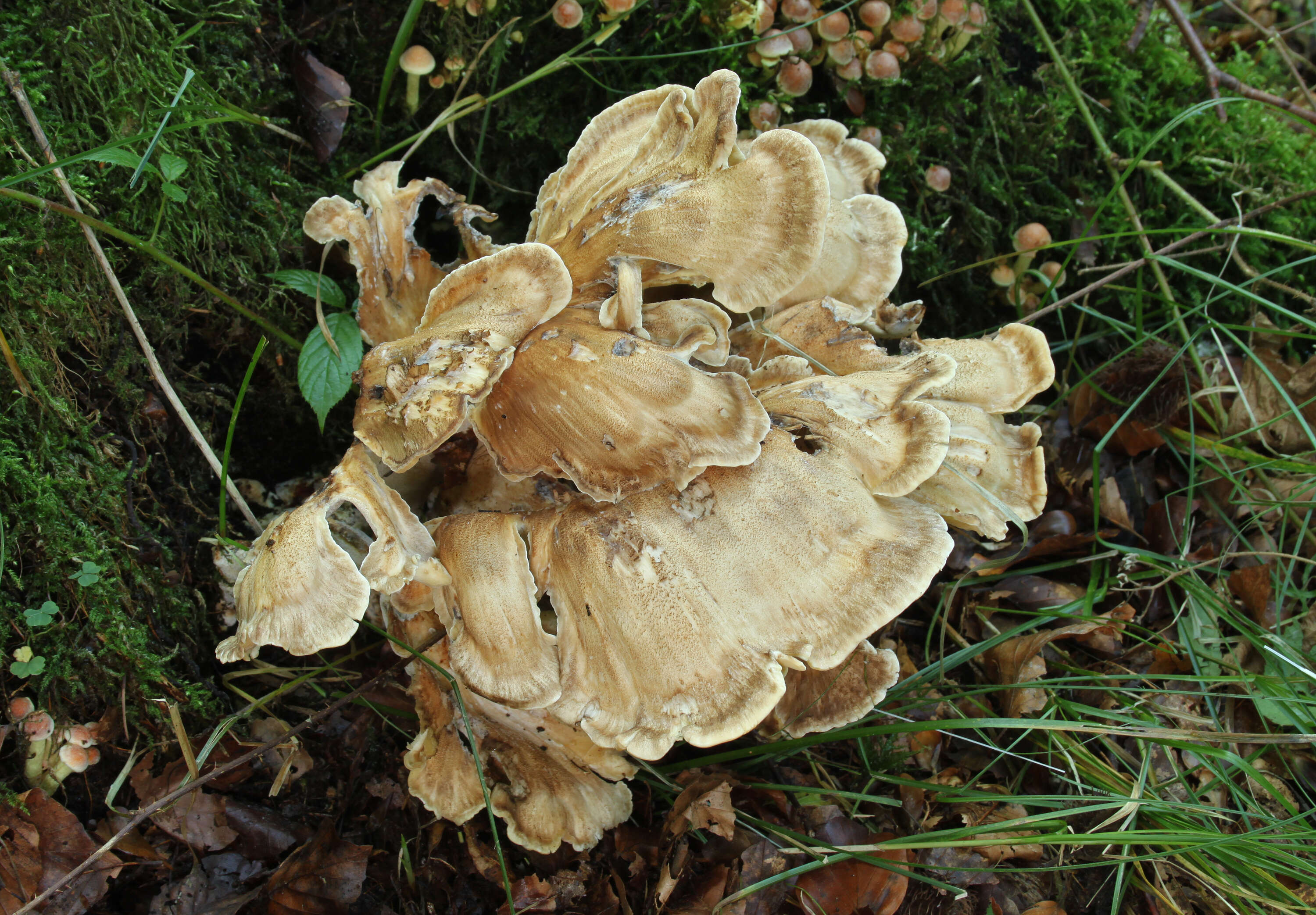 Image de Polypore géant