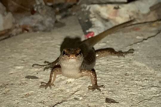 Image of Stout Barsided Skink