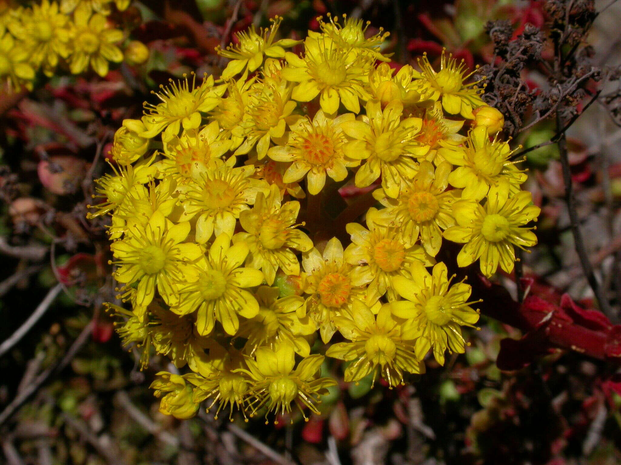 Image of Aeonium spathulatum (Hornem.) Praeger