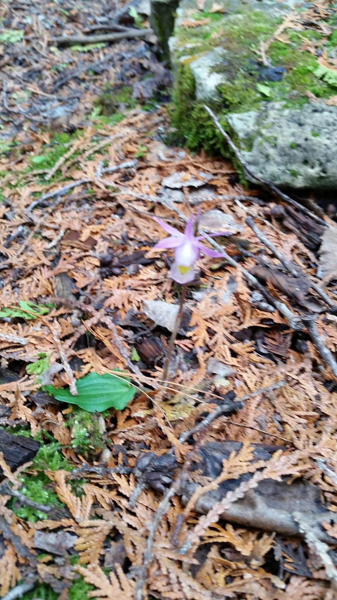 Image of fairy slipper