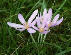 Image of Autumn crocus