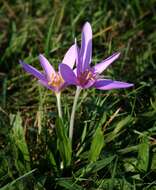 Image of Autumn crocus