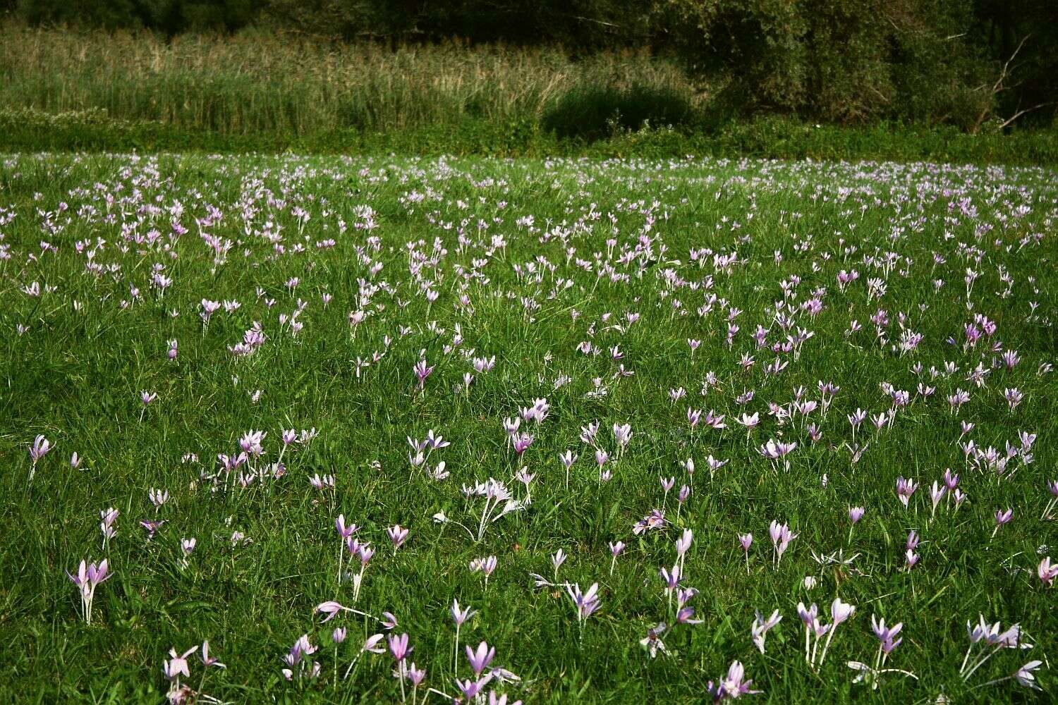 Image of Autumn crocus