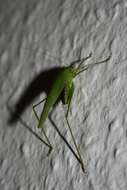 Image of Mediterranean Katydid