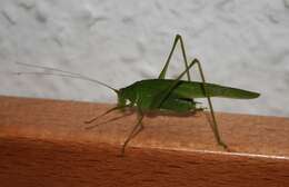 Image of Mediterranean Katydid