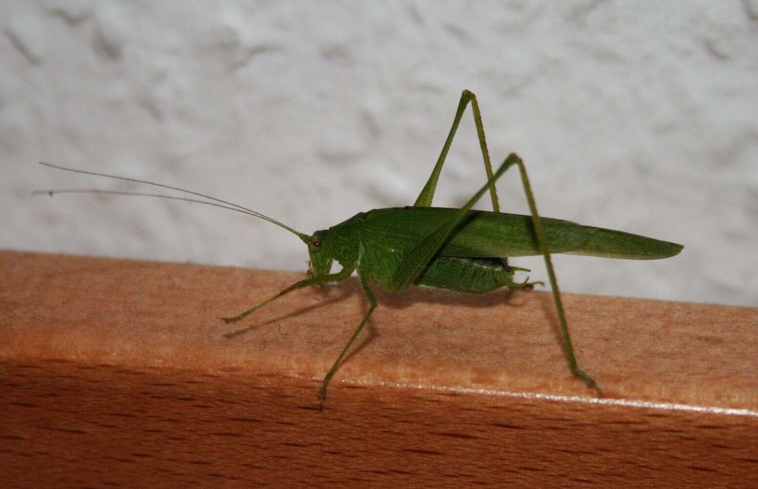 Image of Mediterranean Katydid