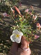 Слика од Oenothera pallida Lindl.