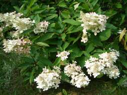 Image of panicled hydrangea