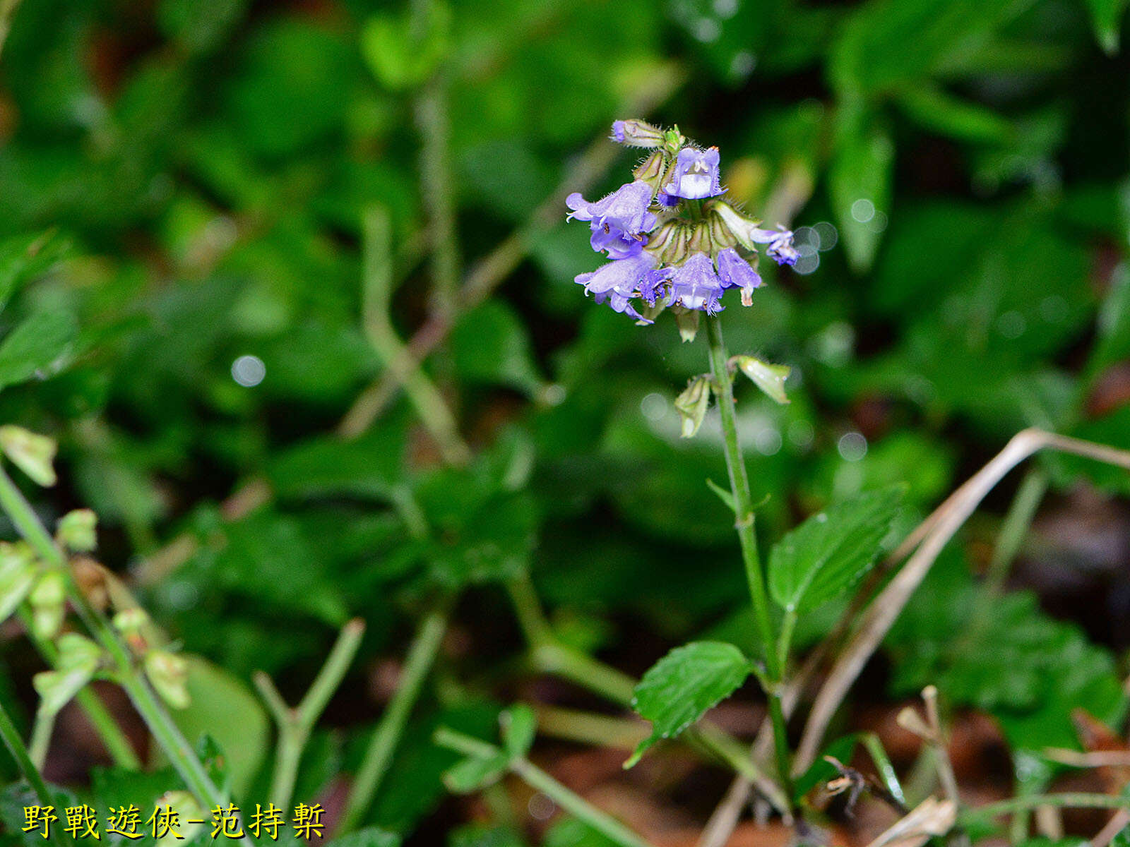 Image of Salvia japonica Thunb.