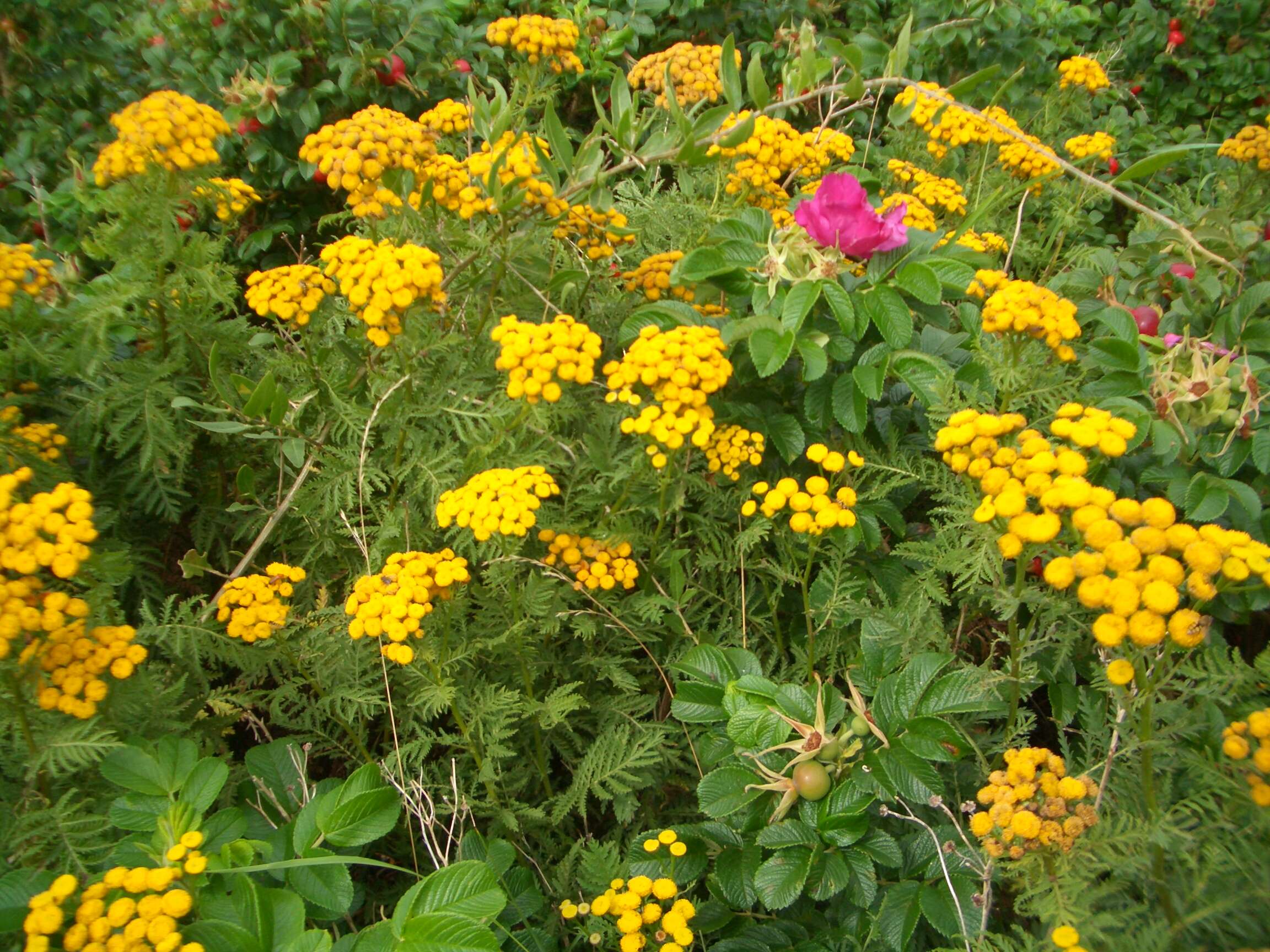 Image of common tansy