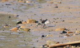 Image of Red-necked Stint
