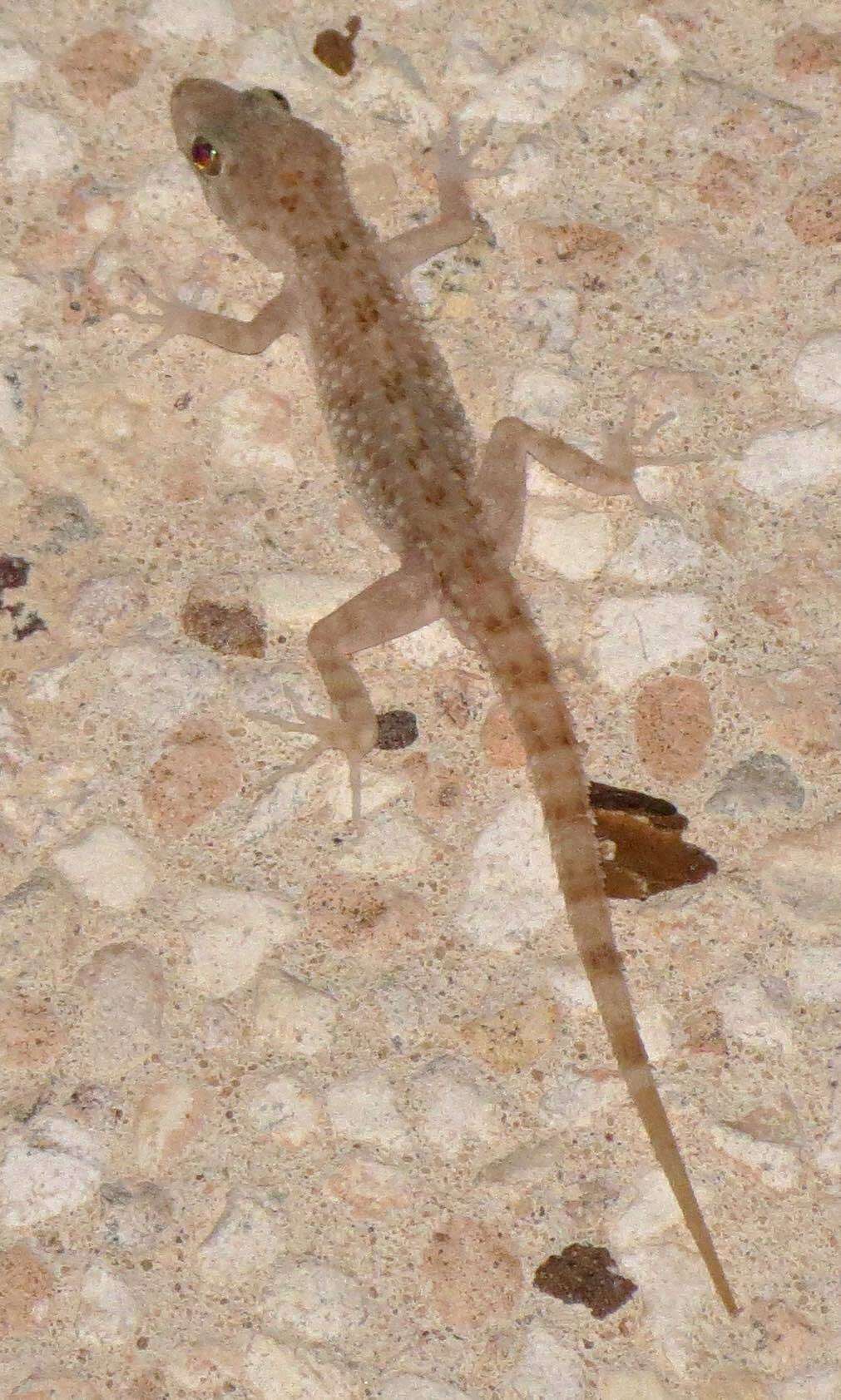 Image of Keeled Gecko