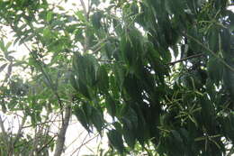 Image of Lithocarpus konishii (Hayata) Hayata