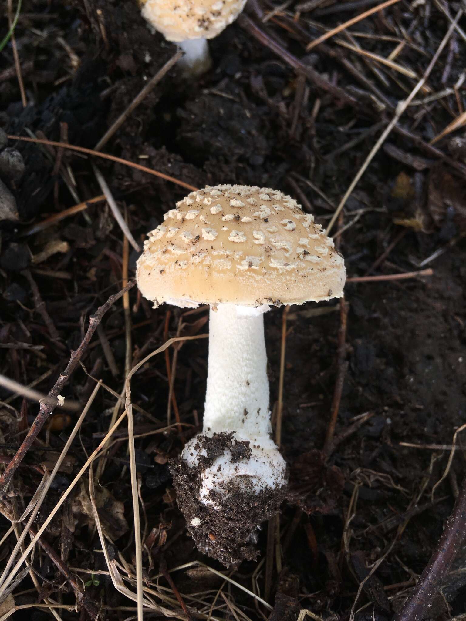 Image of Amanita crenulata Peck 1900