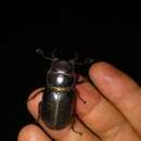 صورة Lucanus (Pseudolucanus) barbarossa Fabricius 1801