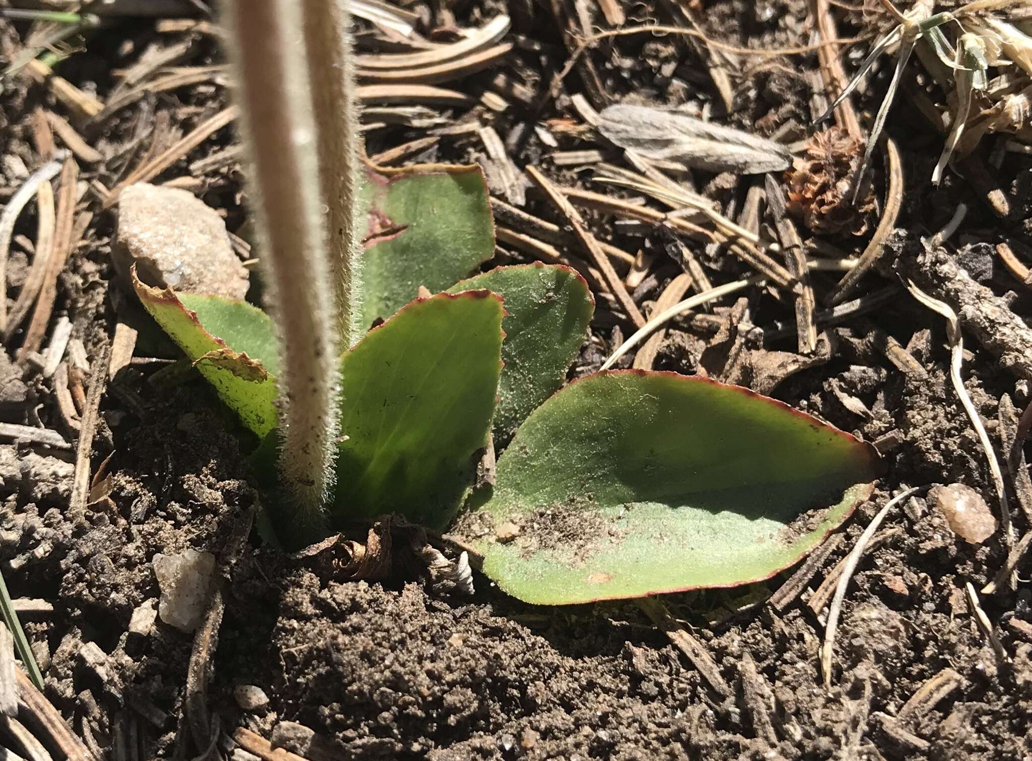 Image of Diamond-Leaf Pseudosaxifrage