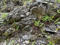 Image de Polystichum kruckebergii W. H. Wagner