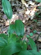 Image of Bosc's panicgrass