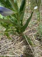 Image of Brandegee's penstemon