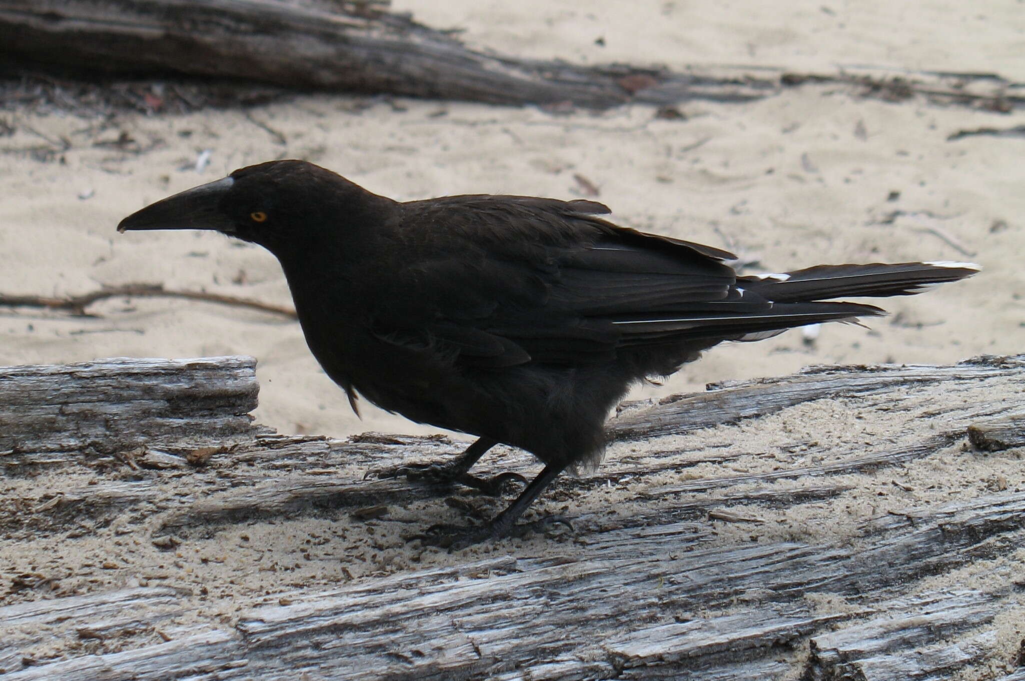 Image of Black Currawong