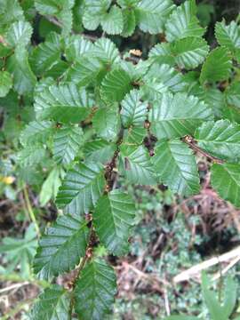 صورة Nothofagus pumilio (Poepp. & Endl.) Krasser