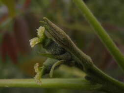 Image of Common walnut