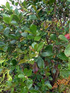 Image of Purple Strawberry Guava