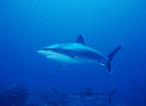 Image of Silvertip Shark