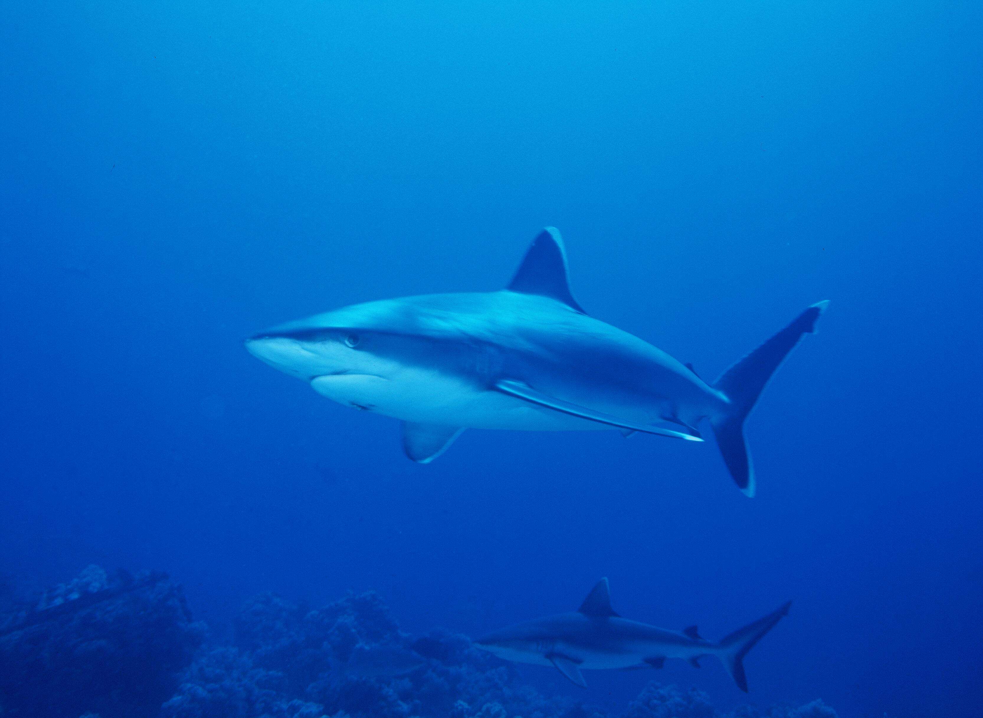 Image of Silvertip Shark