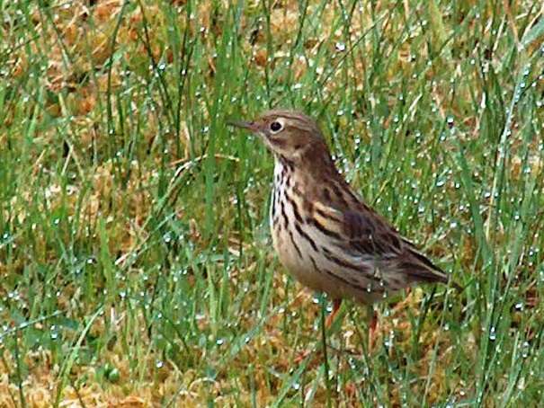 Image of Meadow Pipit