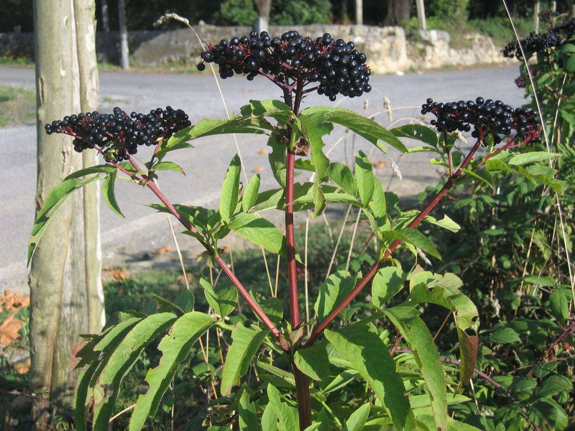 Imagem de Sambucus ebulus L.