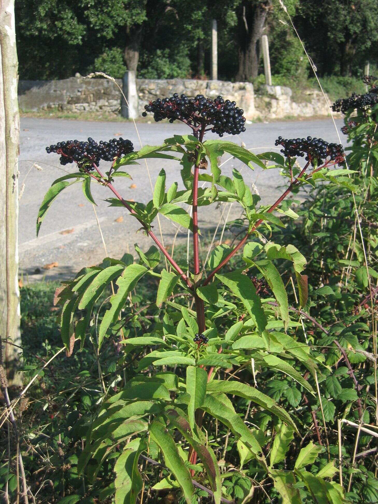 Imagem de Sambucus ebulus L.