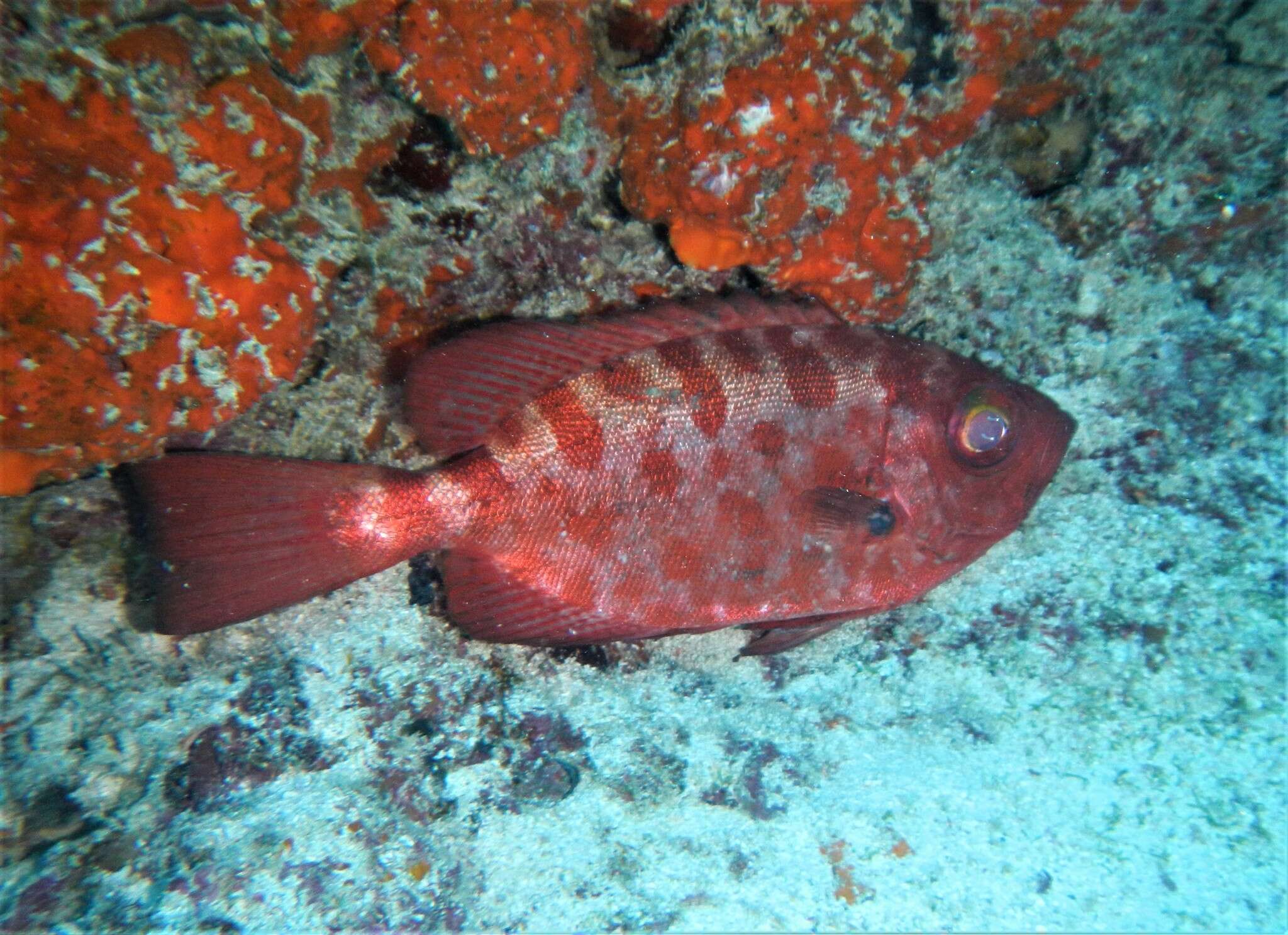 Image of Heteropriacanthus fulgens (Lowe 1838)