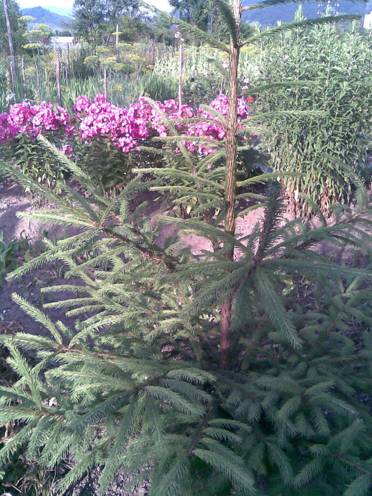 Image of fall phlox