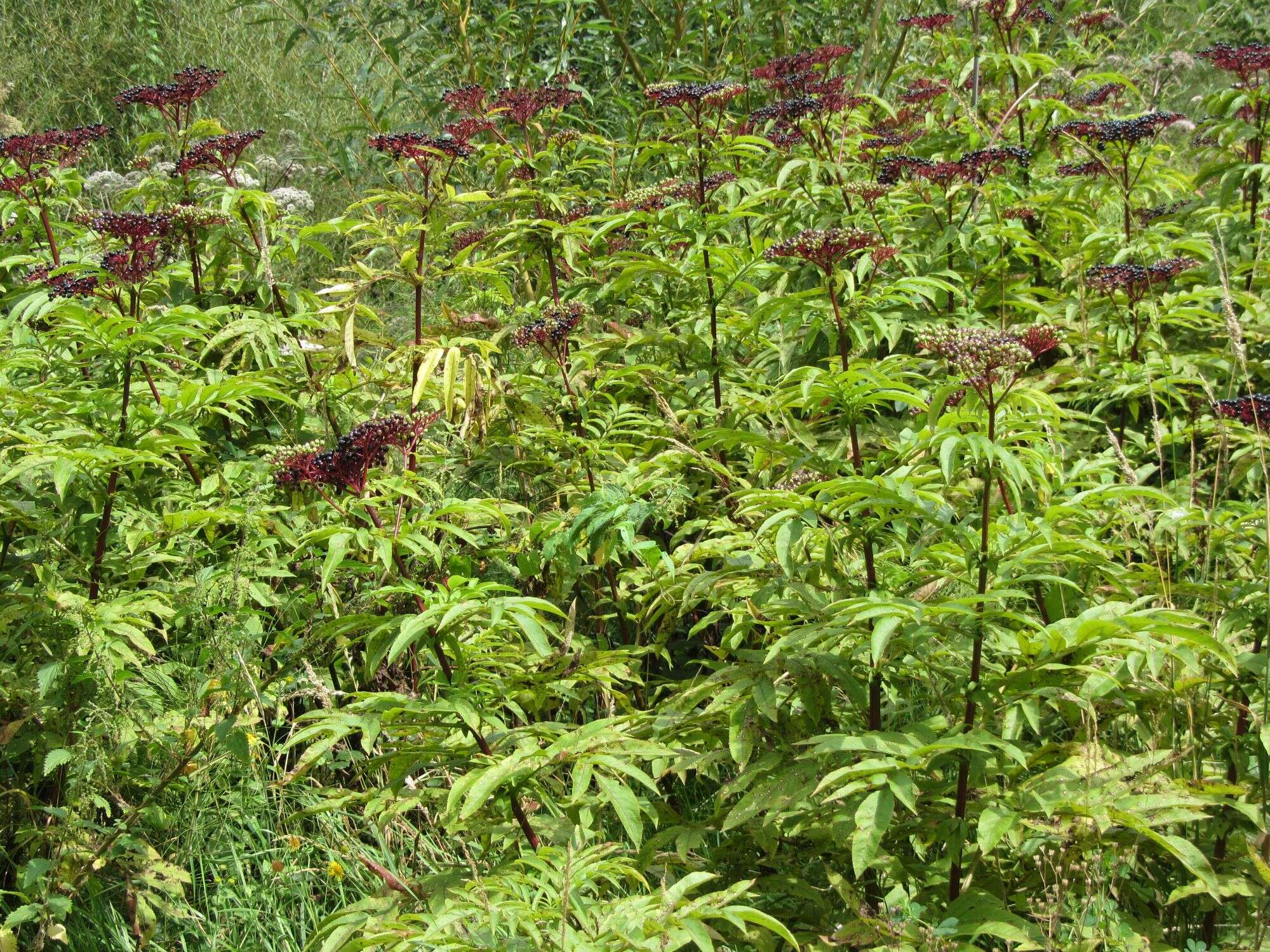 Imagem de Sambucus ebulus L.