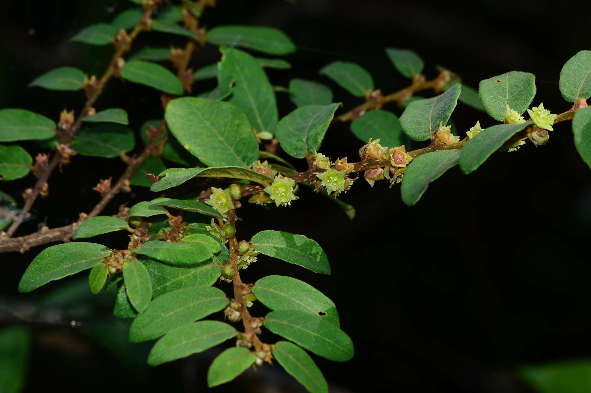 Image of Bridelia stipularis (L.) Blume