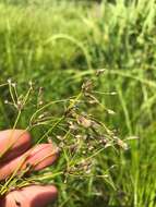 Image of Long's Bulrush